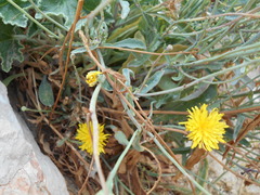 Sonchus maritimus