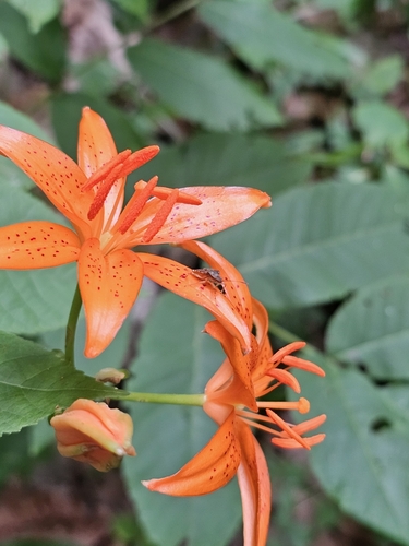 Twilight Lily (Lilium tsingtauense)
