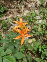 Lilium tsingtauense, photograph (c) 김재원, some rights reserved (CC BY)