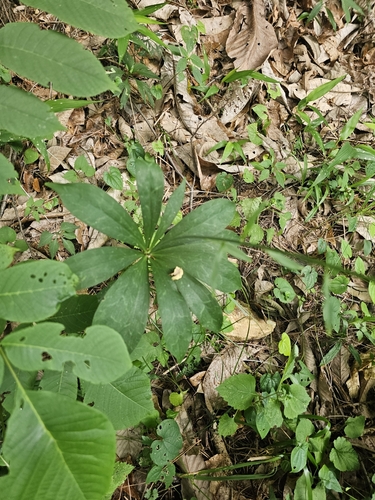 Lilium tsingtauense, photograph 3