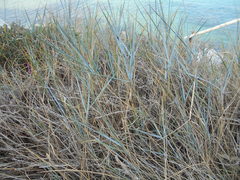 Elymus athericus