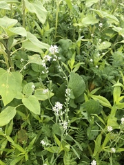 Lepidium sativum
