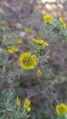 Centromadia parryi australis