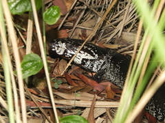 Cyclodomorphus gerrardii