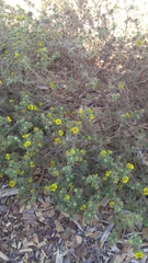 Centromadia parryi australis