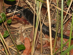 Cyclodomorphus gerrardii