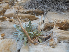 Matthiola incana incana