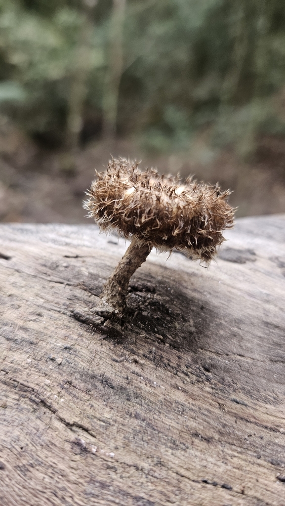 Lentinus berteroi · June 2025 · photo: © brunoluka (iNaturalist, cc-by)