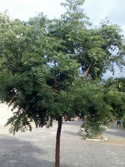 Azadirachta indica image