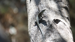 Phoenicolacerta troodica
