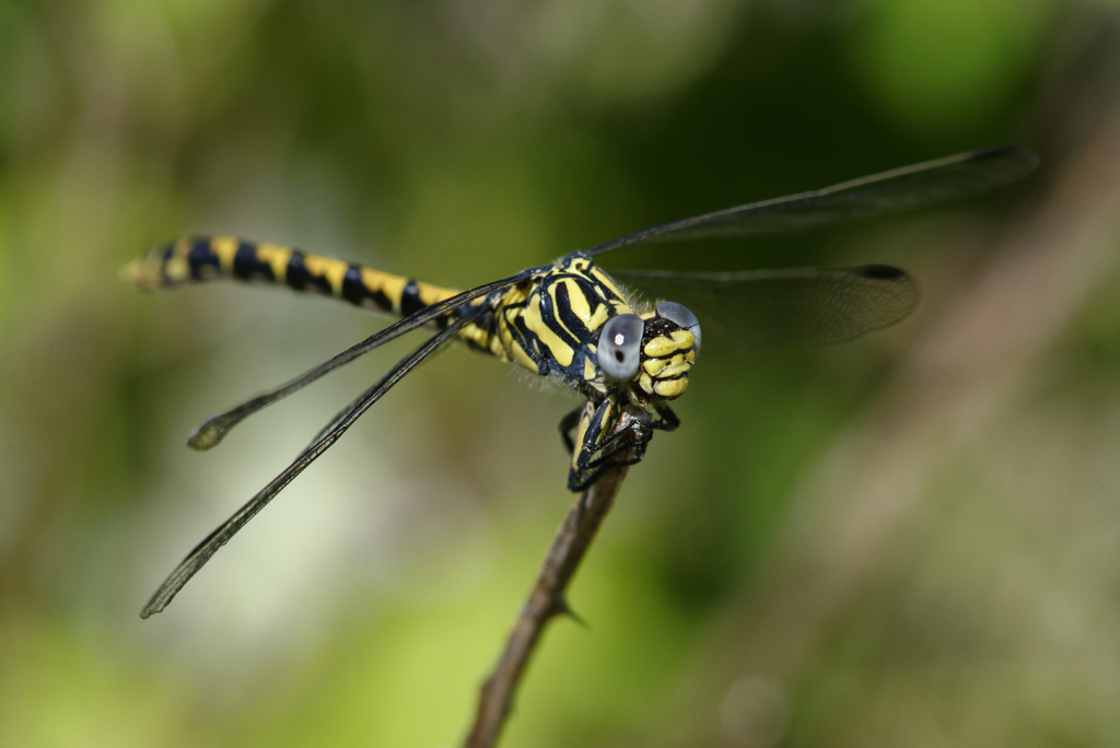 Large Pincertail