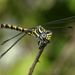 Large Pincertail - Photo (c) salvatore_infanti, some rights reserved (CC BY-NC), uploaded by salvatore_infanti