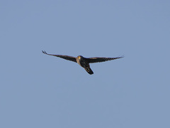 Falco novaeseelandiae