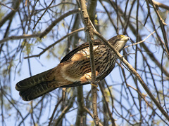 Falco novaeseelandiae