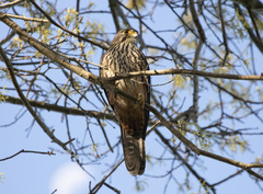 Falco novaeseelandiae