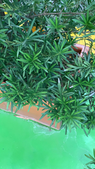 Podocarpus macrophyllus