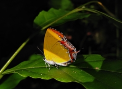 Heliophorus