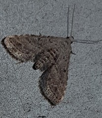 Araeopteron canescens