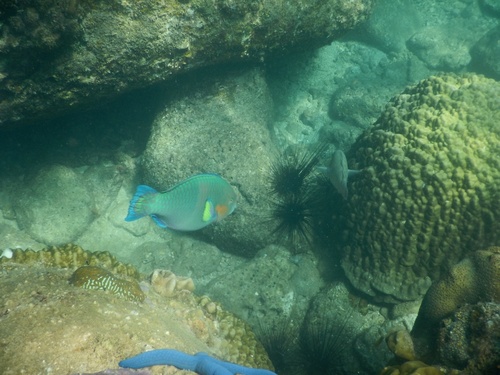 Parrotfish