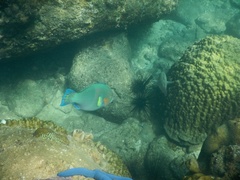 Parrotfish