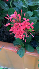 Ixora