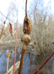 Euura amerinae