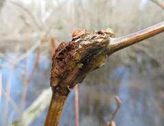 Euura amerinae