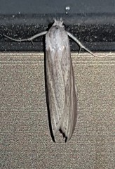 Prionopterina grammatistis