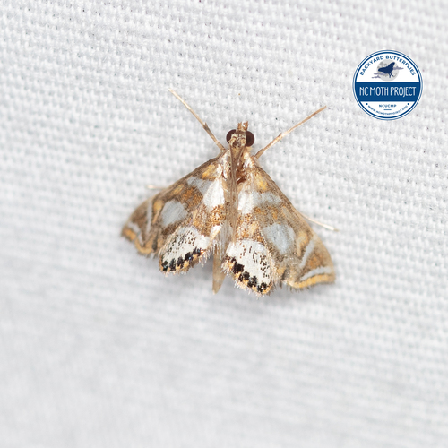 Bold Medicine Moth photo 3