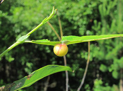 Euura acutifoliae
