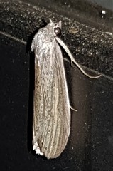 Prionopterina grammatistis