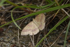 Rhodostrophia calabra