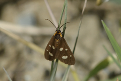 Dysauxes famula