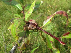 Euura amerinae