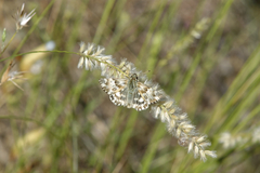 Muschampia lavatherae