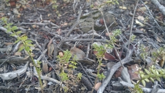 Galium cliftonsmithii