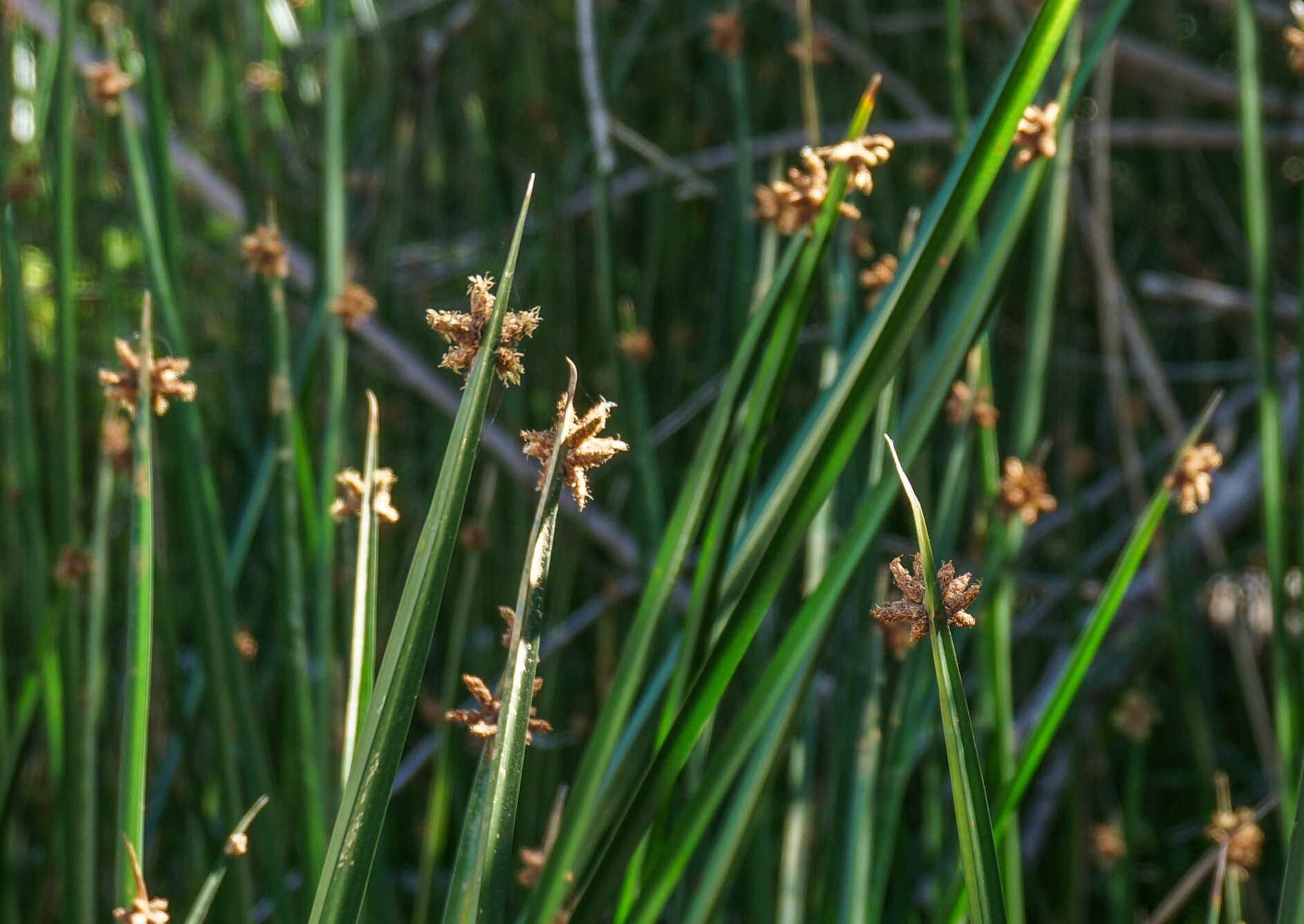 Schoenoplectus americanus