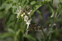 Muschampia lavatherae