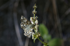 Muschampia lavatherae
