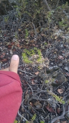 Galium cliftonsmithii