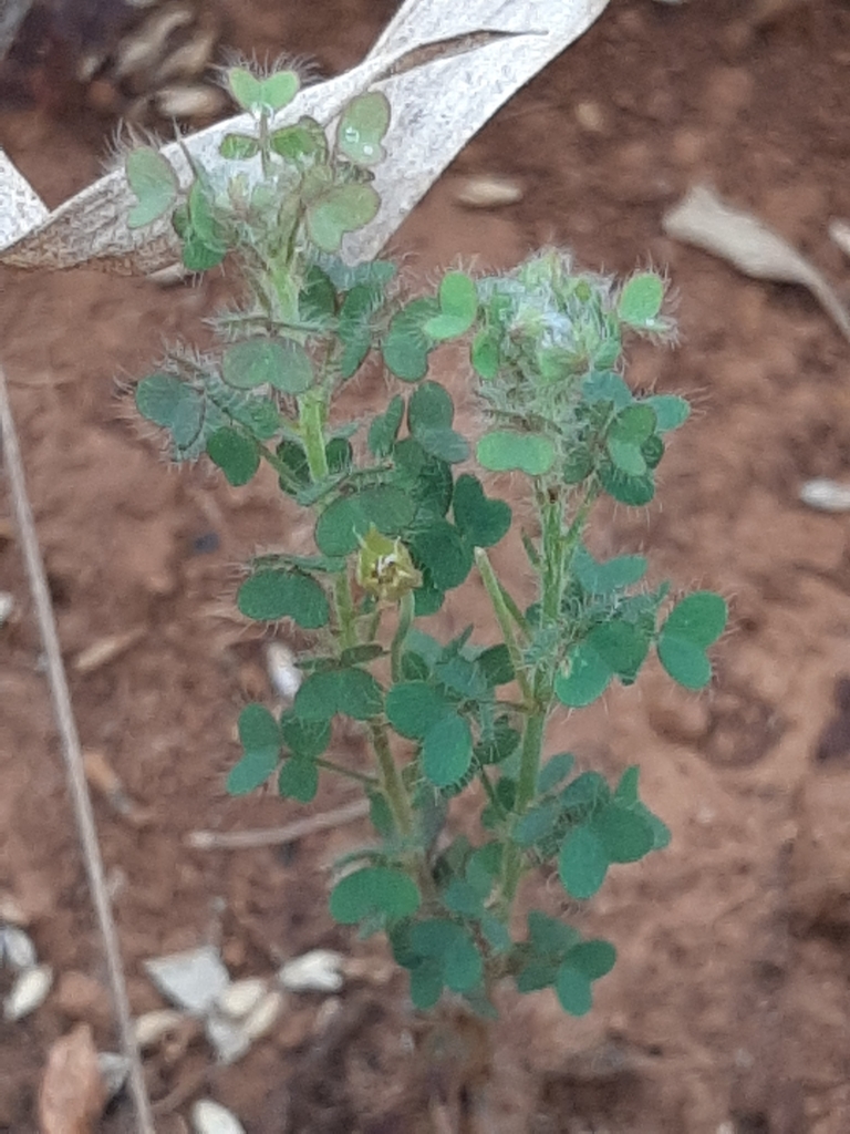 Oxalis densifolia