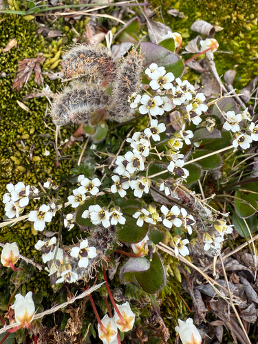 Milky draba (Draba lactea)