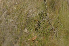 Stipiturus malachurus