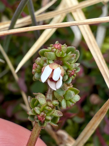 Leafy Saxifrage (Micranthes foliolosa)
