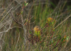 Stipiturus malachurus