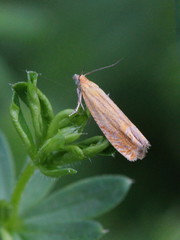 Lathronympha strigana