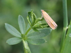 Lathronympha strigana