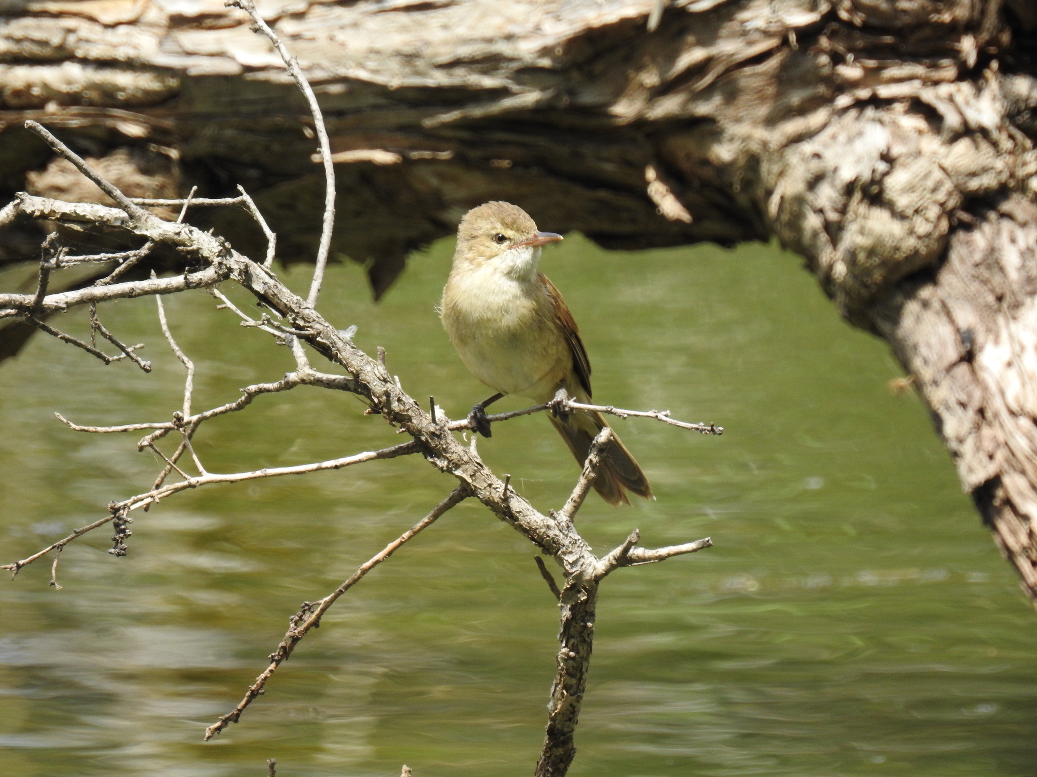 Australian Reed Warbler