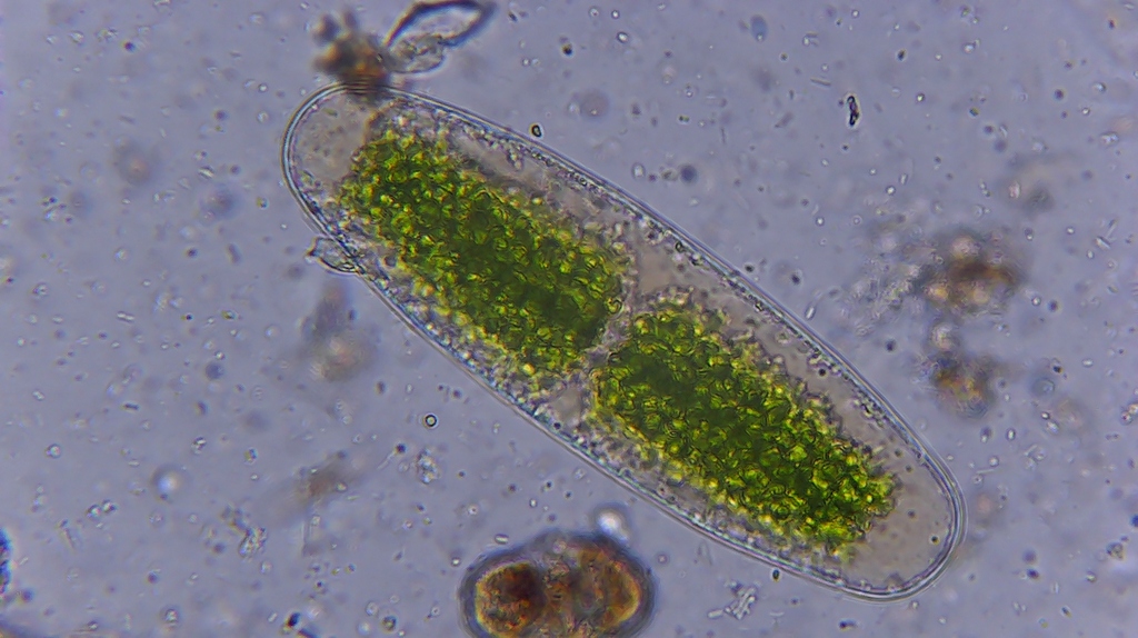 Netrium minutum
