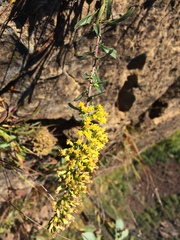 Solidago randii